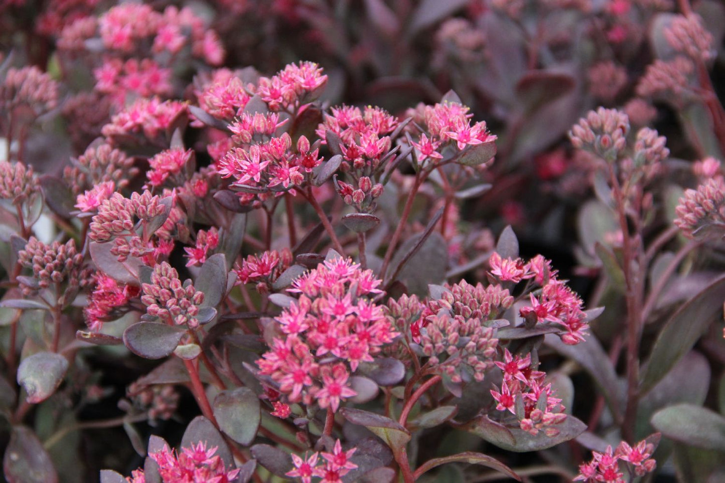 Sedum Sunsparkler ® 'Plum Dazzled' Polster-Fetthenne
