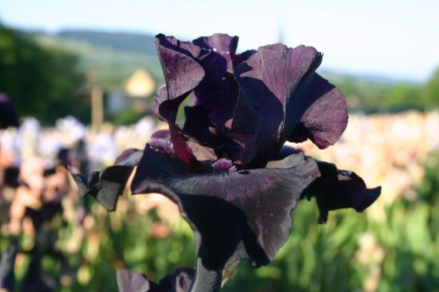 Black'n'Roses (Eine Liebeserklärung an Purpur, Rosa & Schwarz)
