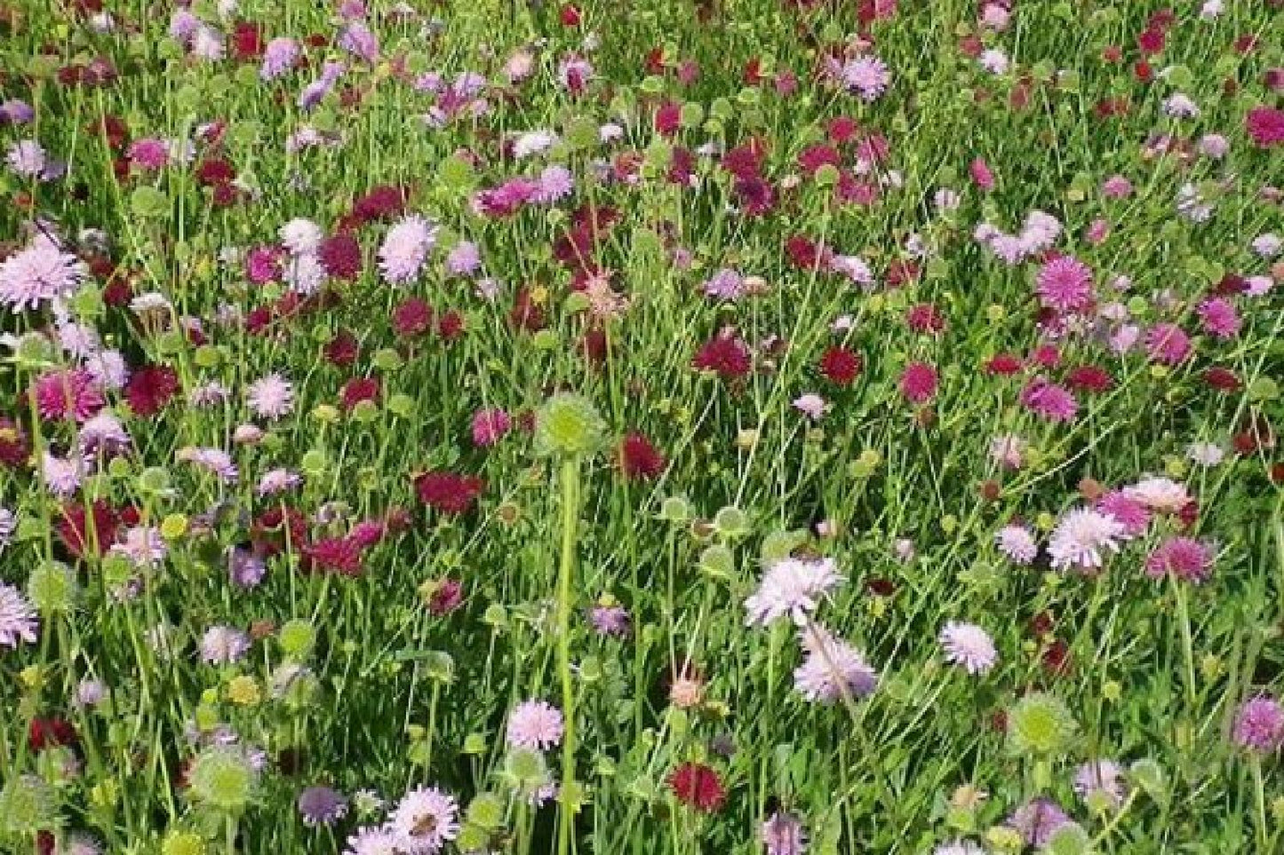 Black'n'Roses (Eine Liebeserklärung an Purpur, Rosa & Schwarz)