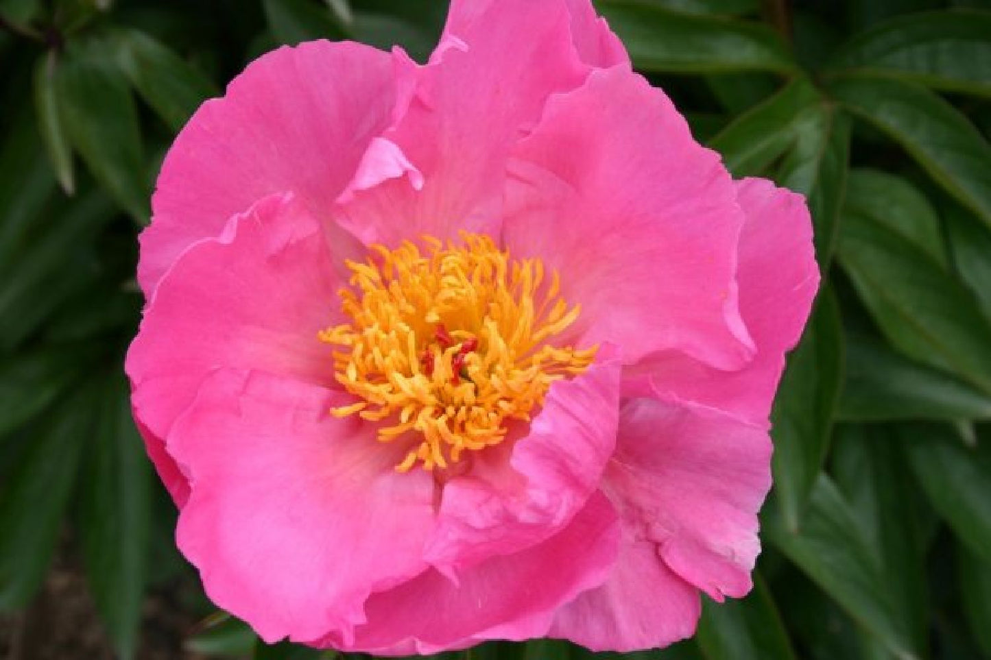Black'n'Roses (Eine Liebeserklärung an Purpur, Rosa & Schwarz)