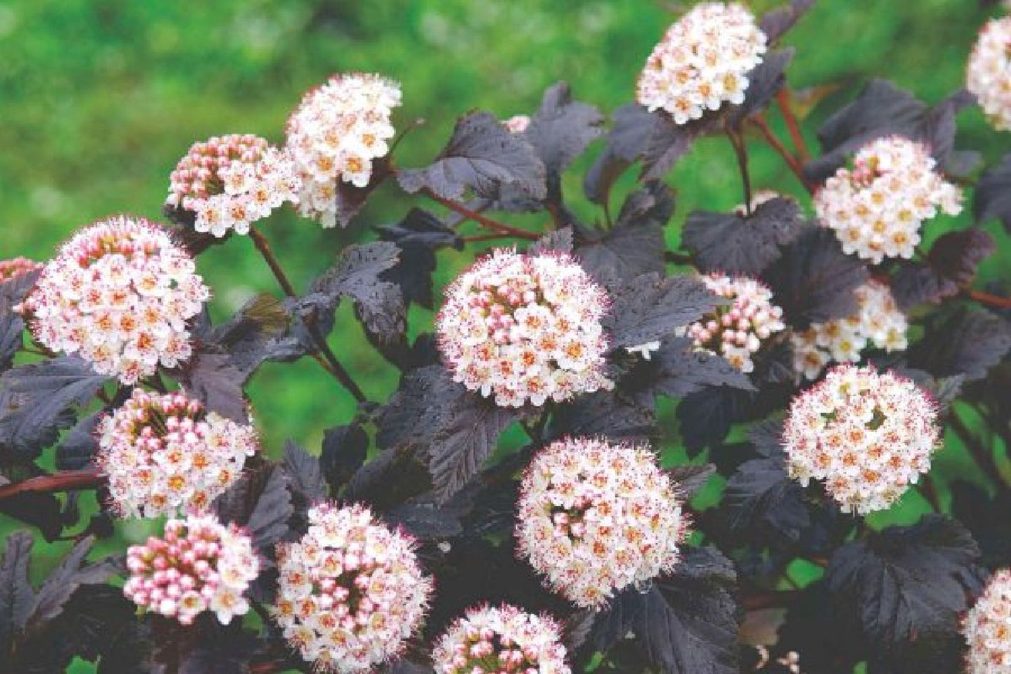 Black'n'Roses (Eine Liebeserklärung an Purpur, Rosa & Schwarz)