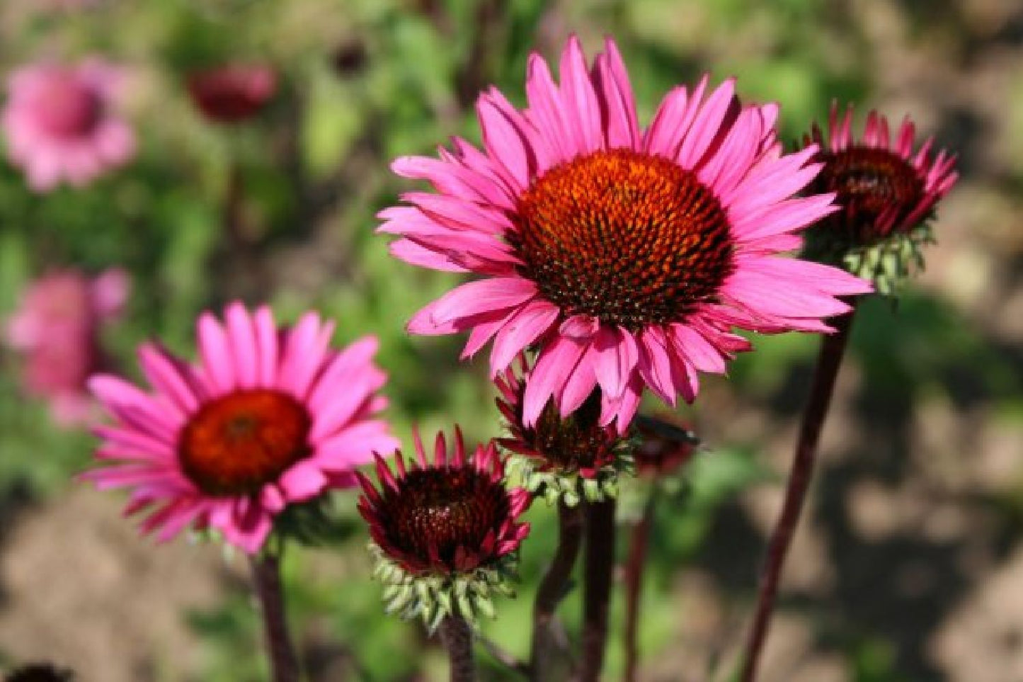 Black'n'Roses (Eine Liebeserklärung an Purpur, Rosa & Schwarz)