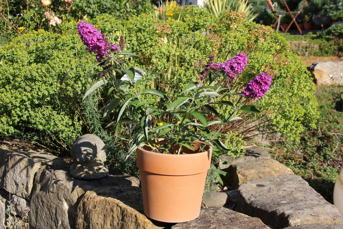 Buddleja davidii 'Free Petite® Tutti Frutti' (Zwerg-Sommerflieder)