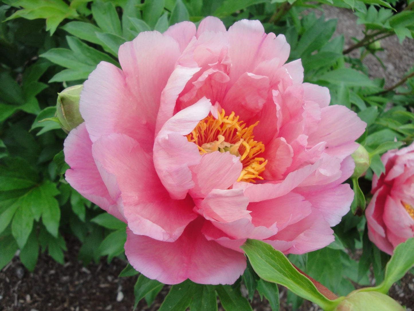 Paeonia Itoh-Hybride 'Pink Double Dandy' Intersektionelle Pfingstrose