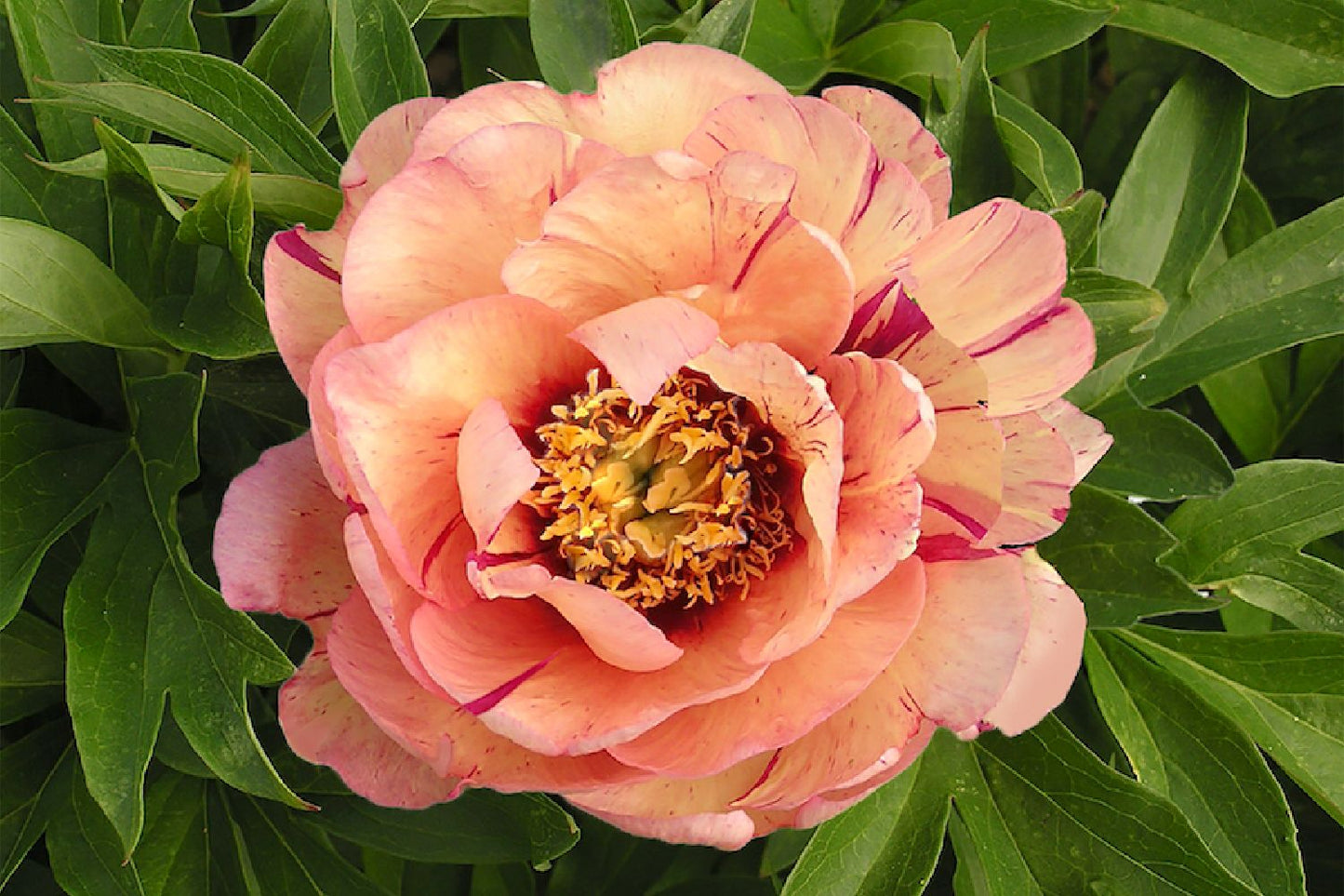 Paeonia Itoh-Hybride 'Callie's Memory' Intersektionelle Pfingstrose