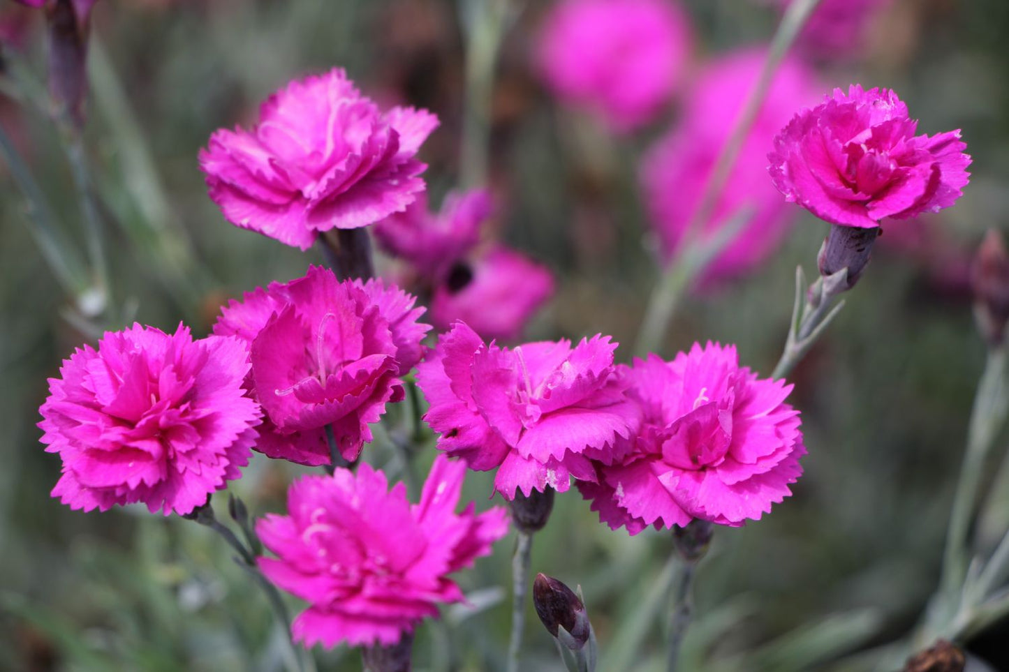 Dianthus plumarius 'Warden Hybrid' Garten-Feder-Nelke