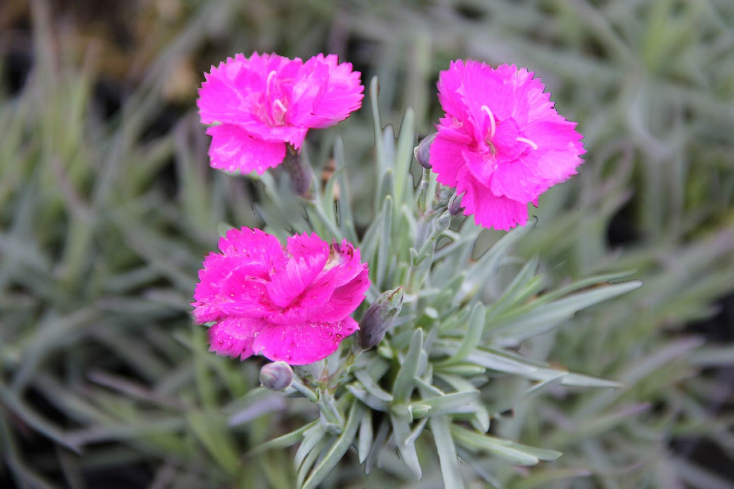 Dianthus plumarius 'Warden Hybrid' (Garten-Feder-Nelke)