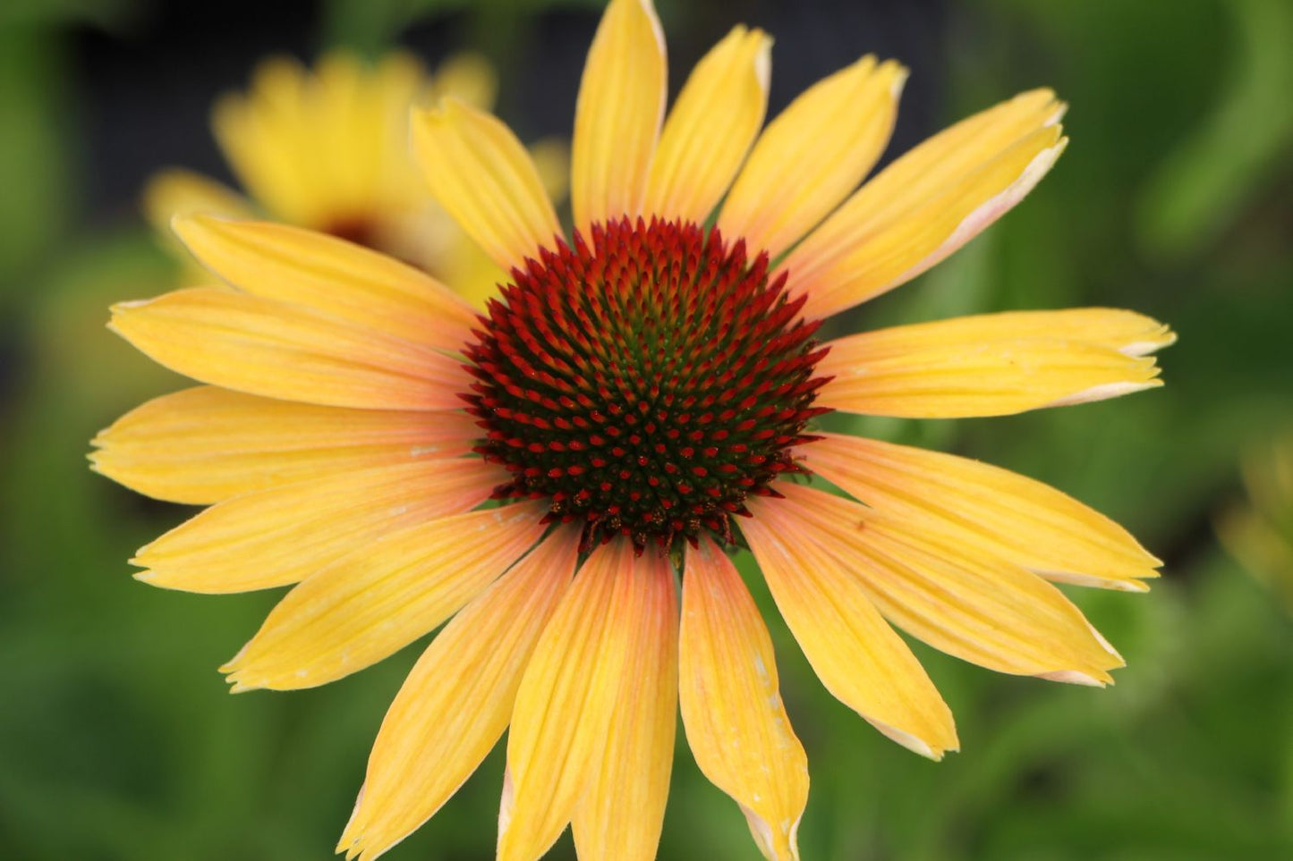 Echinacea 'Evening Glow' ® Scheinsonnenhut