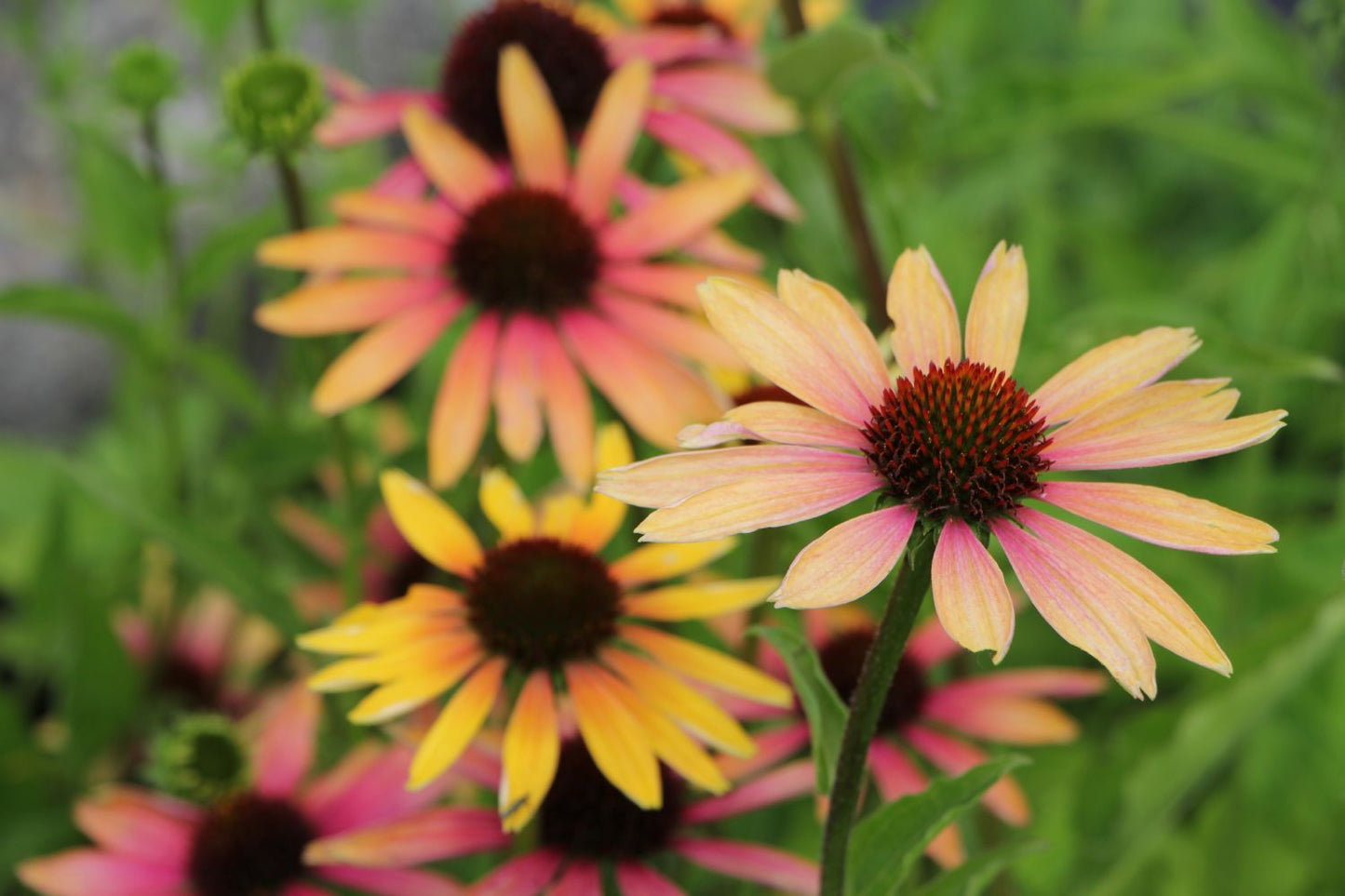 Echinacea 'Evening Glow' ® (Scheinsonnenhut)