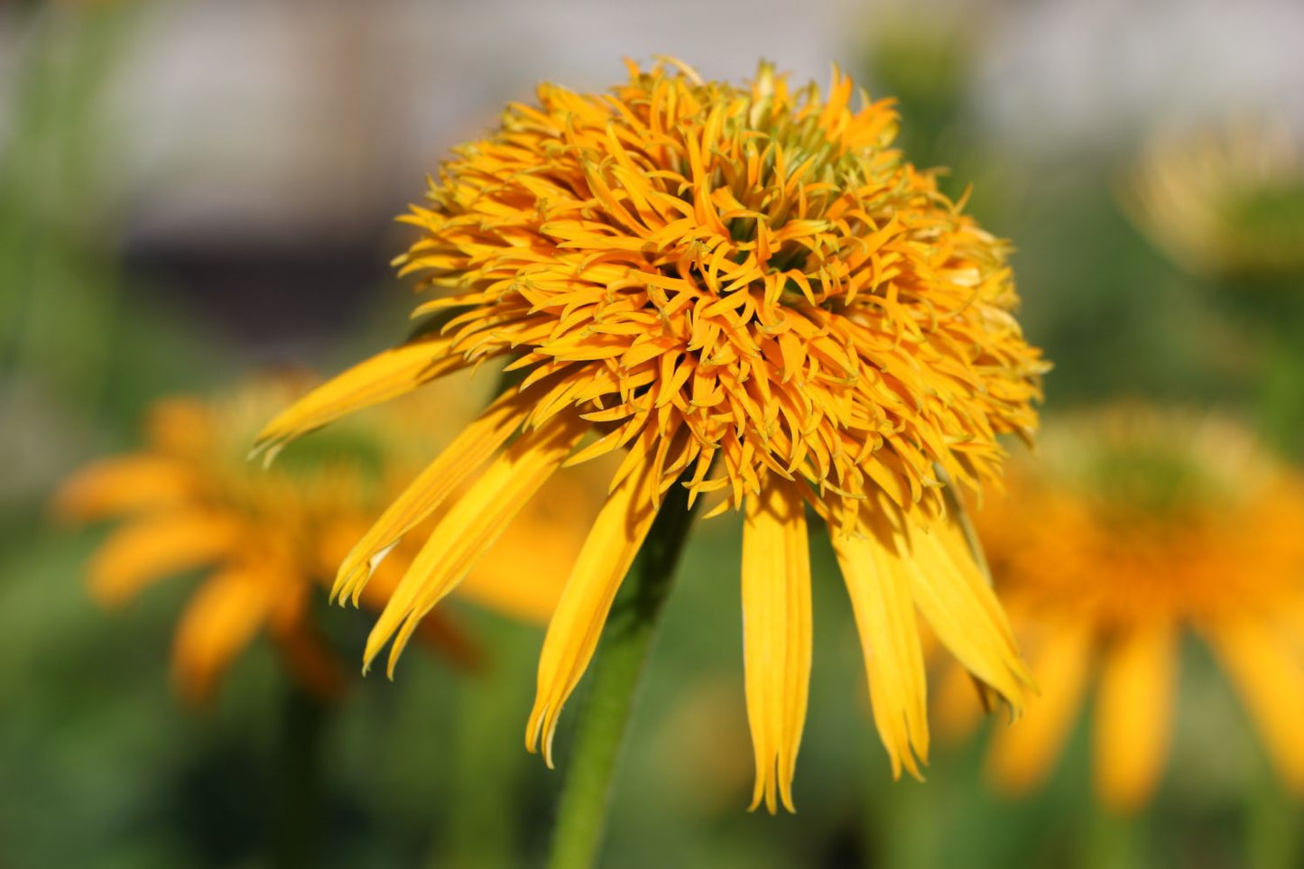 Echinacea 'Secret Glow' Scheinsonnenhut Echinacea 'Secret Glow' Scheinsonnenhut