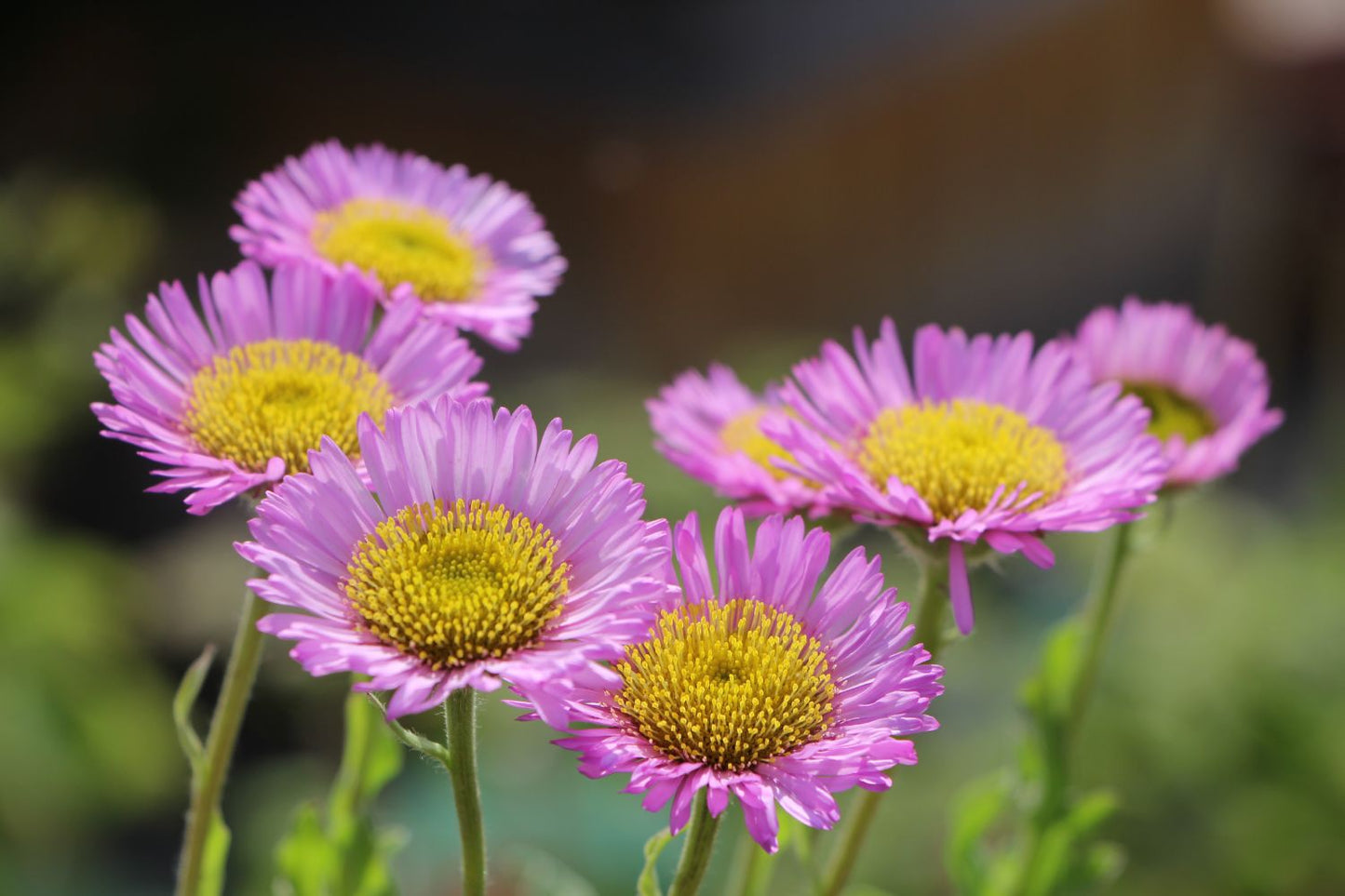 Erigeron glaucus 'Sea Breeze' Strand-Aster