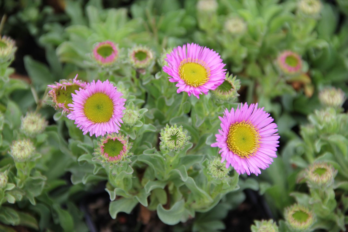 Erigeron glaucus 'Sea Breeze' (Strand-Aster)