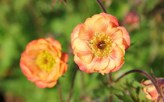 Geum 'Nonna' Nelkenwurz