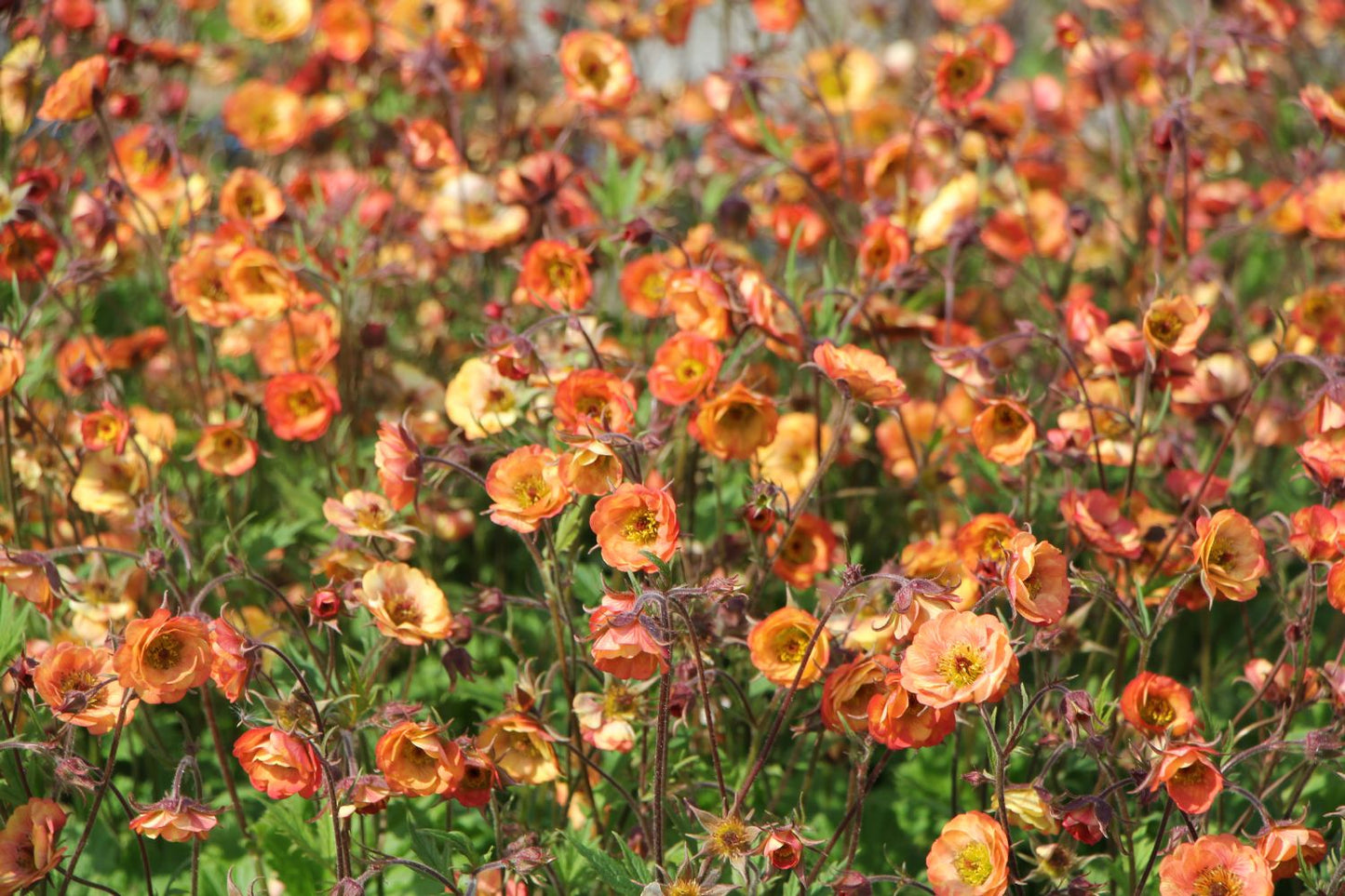 Geum 'Nonna' (Nelkenwurz)