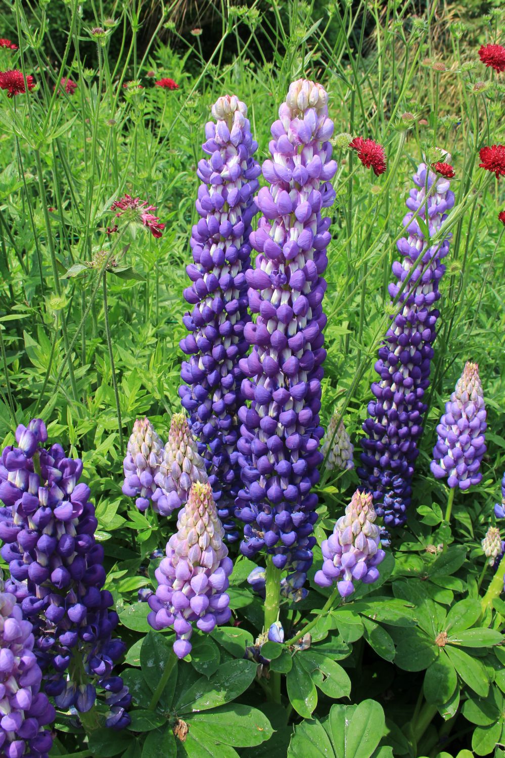 Lupinus polyphyllus 'Persian Slipper' ® Westcountry-Serie Lupine