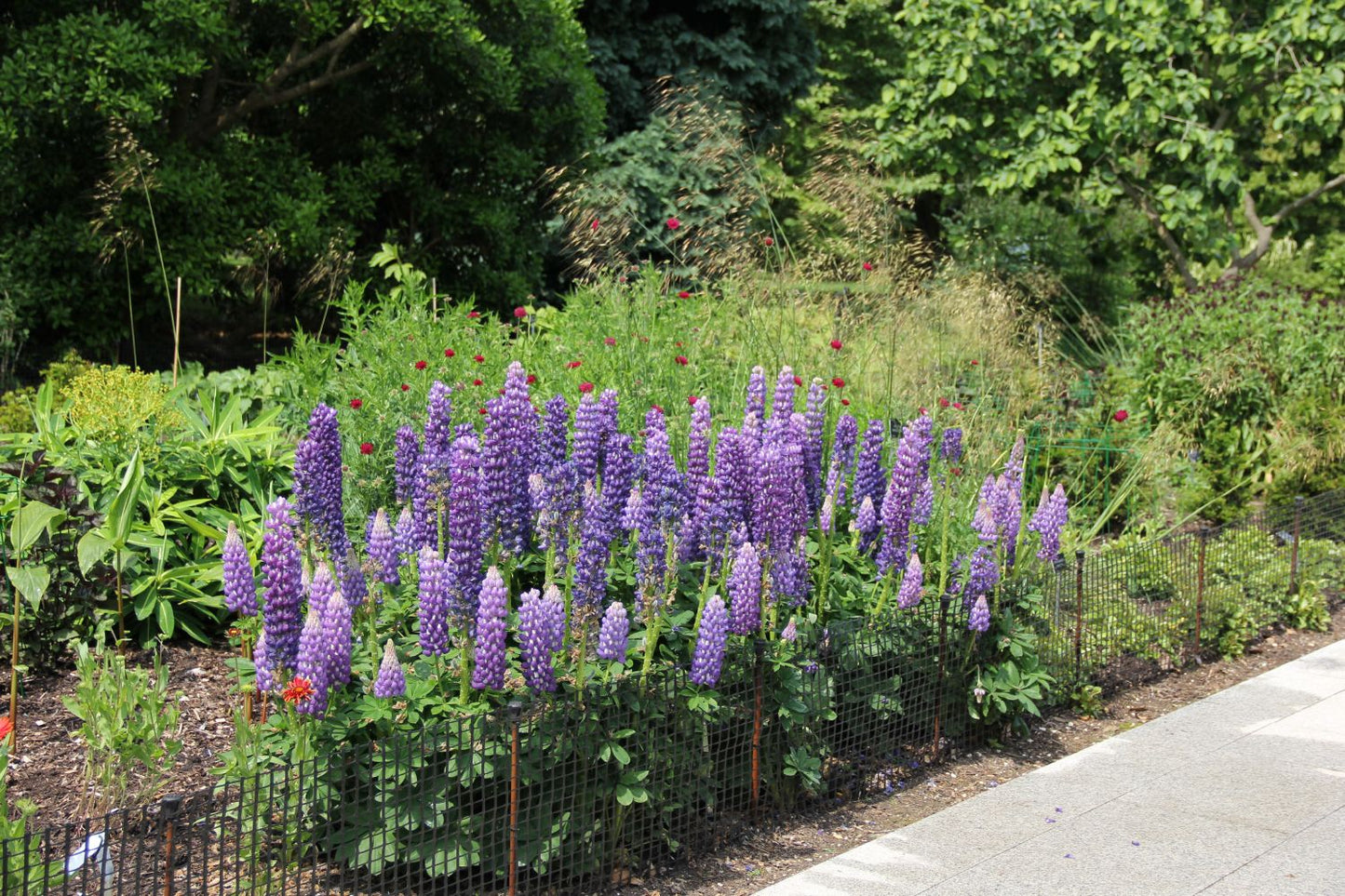 Lupinus polyphyllus 'Persian Slipper' ® (Westcountry-Serie Lupine)