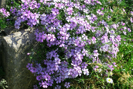 Phlox subulata 'Purple Beauty' Teppich-Flammenblume