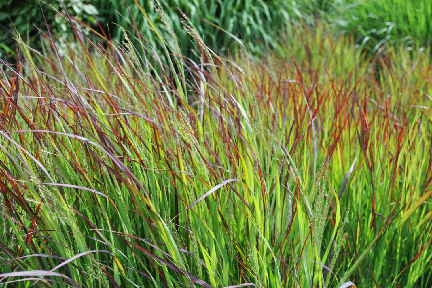 Panicum virgatum 'Shenandoah' Rutenhirse