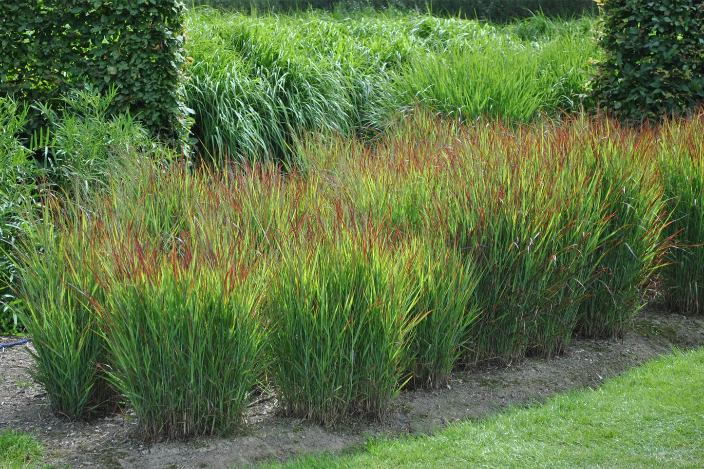 Panicum virgatum 'Shenandoah' (Rutenhirse)