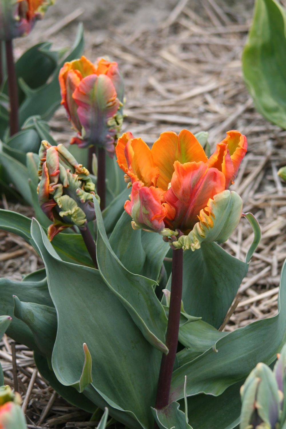 Tulipa 'Irene Parrot' Papageien-Tulpe