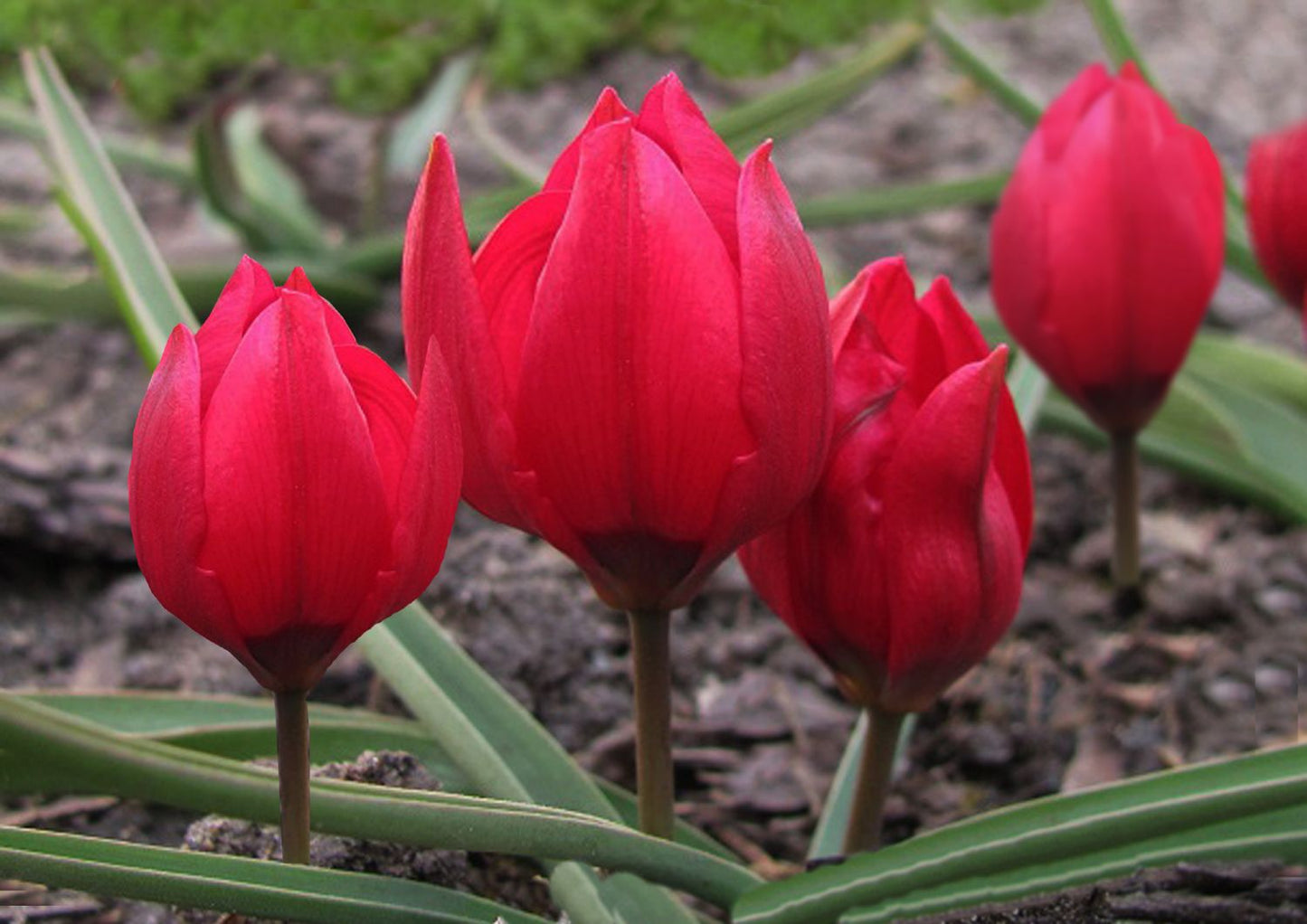 Tulipa humilis 'Liliput' Zwerg-Tulpe I Wildtulpe 'Liliput'