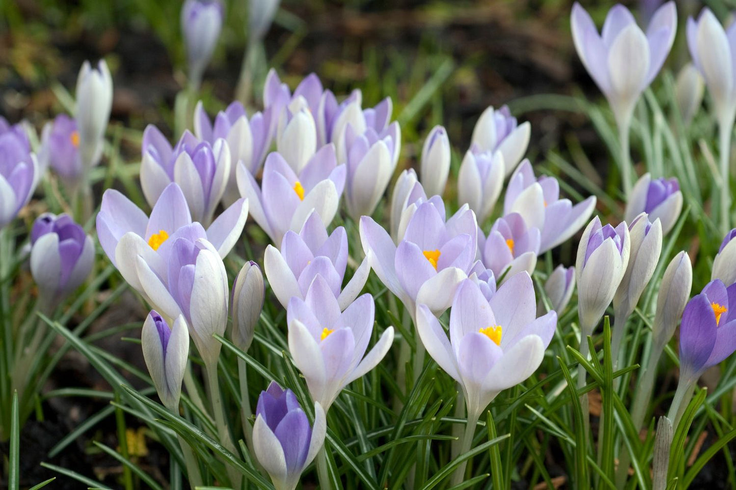 Crocus tommasinianus 'Lilac Beauty' Elfen-Krokus