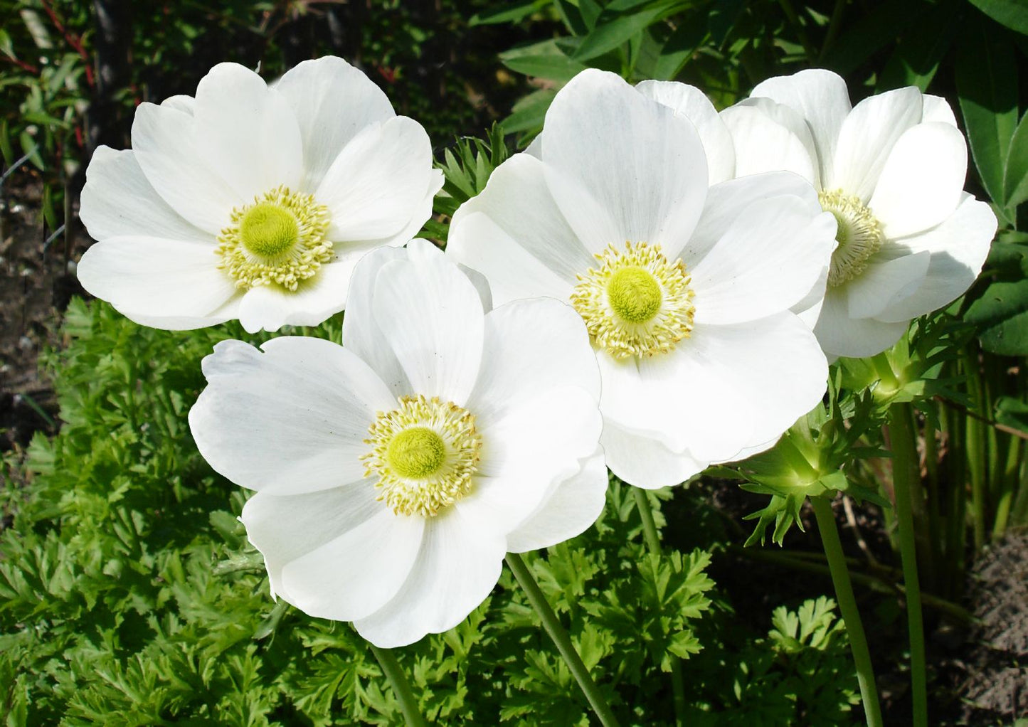 Anemone coronaria 'The Bride' Kronen-Anemone