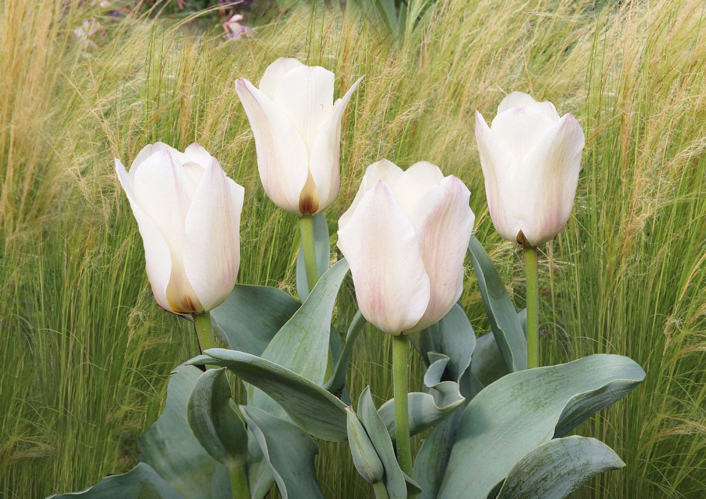 Tulipa greigii 'Albion Star' Greig-Tulpe