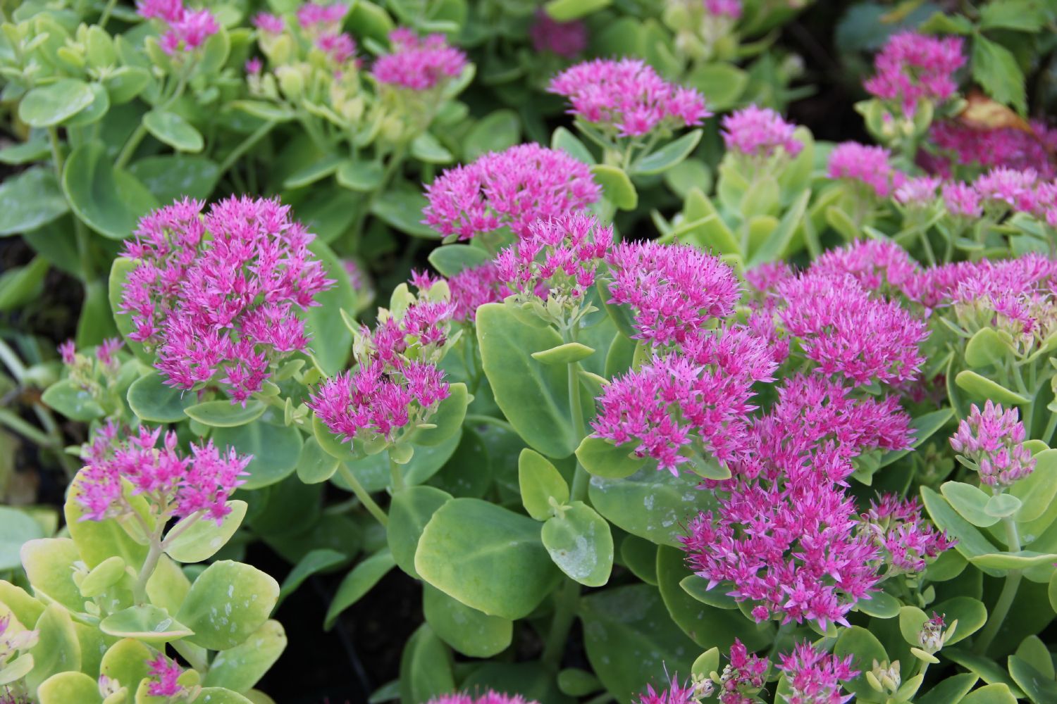 Sedum spectabile 'Brilliant' Prächtige Garten-Fetthenne