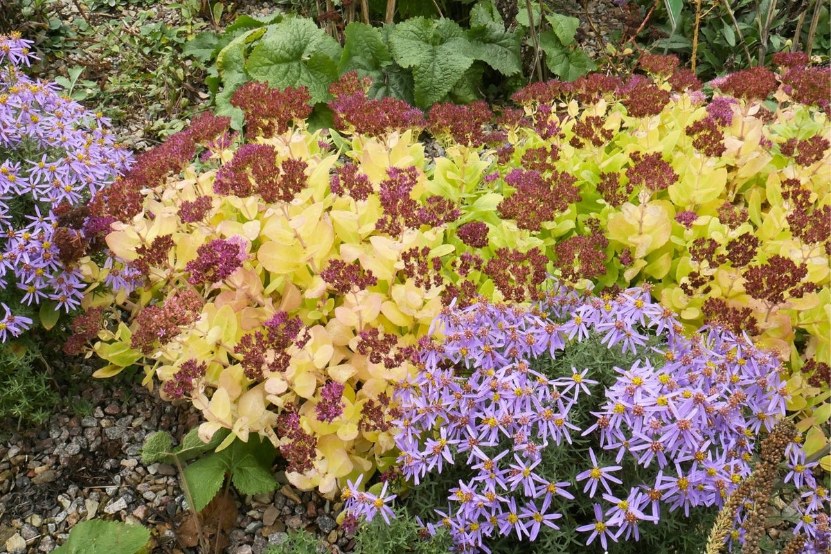 Sedum spectabile 'Brilliant' (Prächtige Garten-Fetthenne)