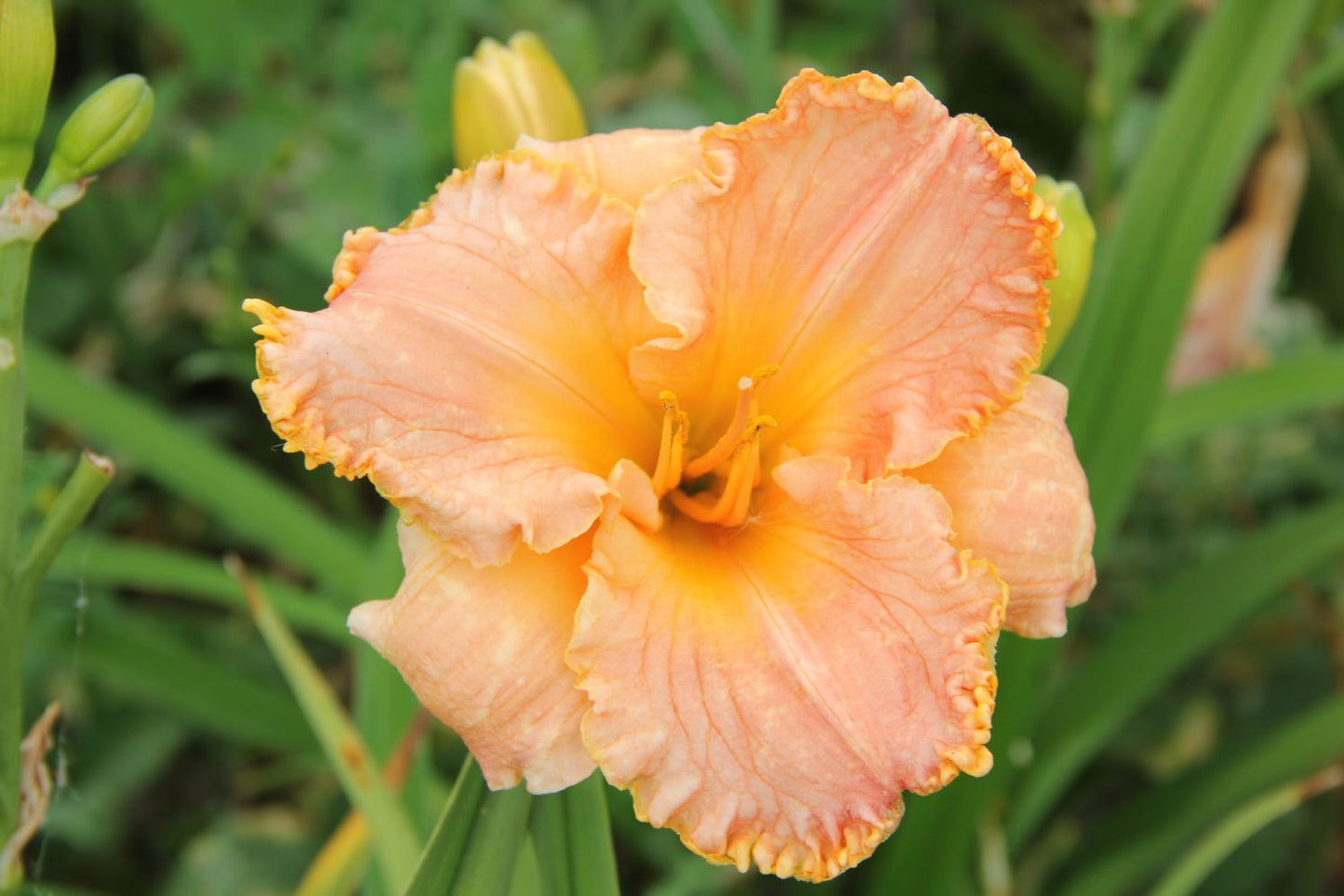 Hemerocallis 'Southern Coral' Großblumige Taglilie