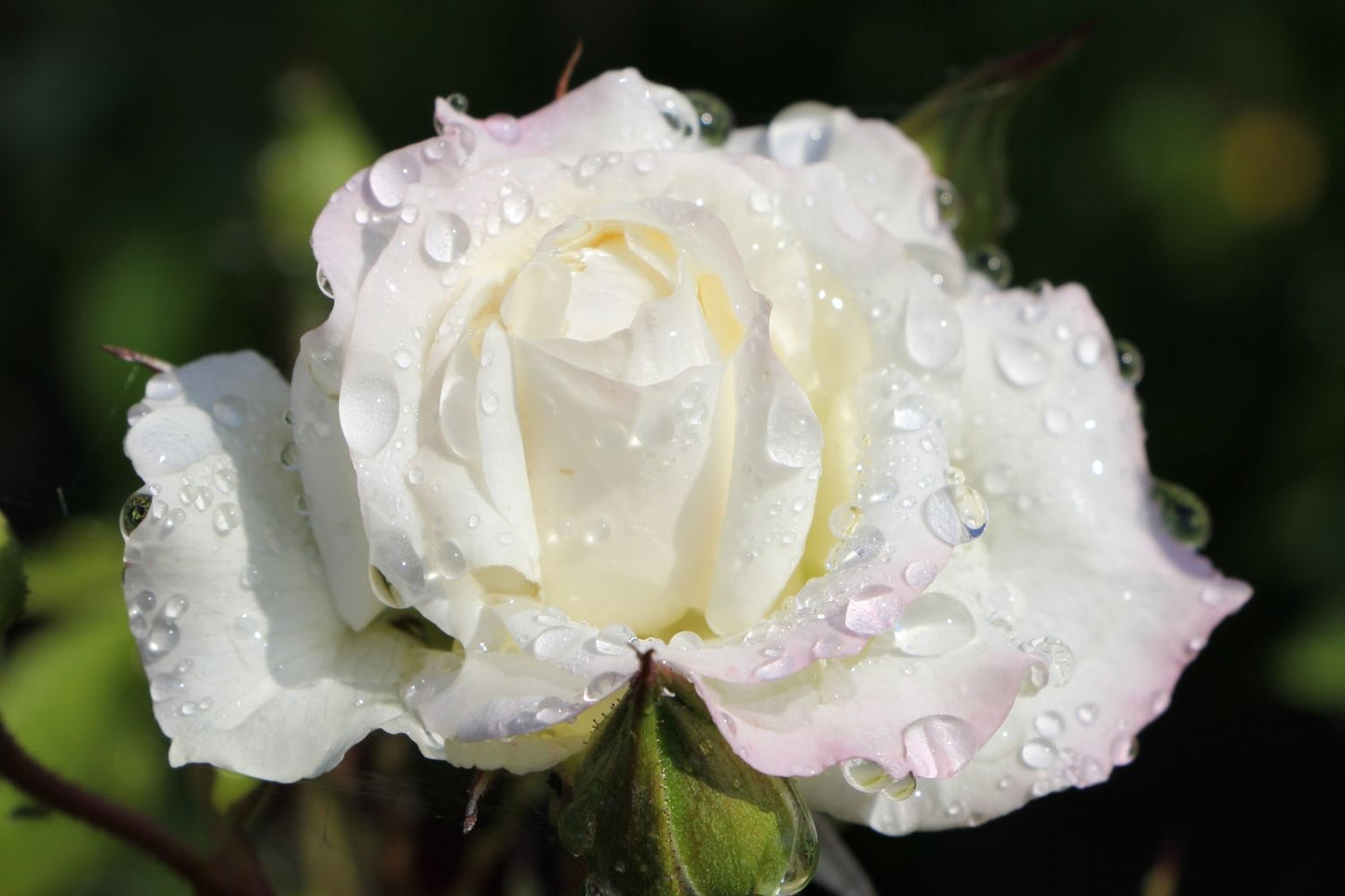 Rose 'Alaska'® / 'Future'® Kletterrose