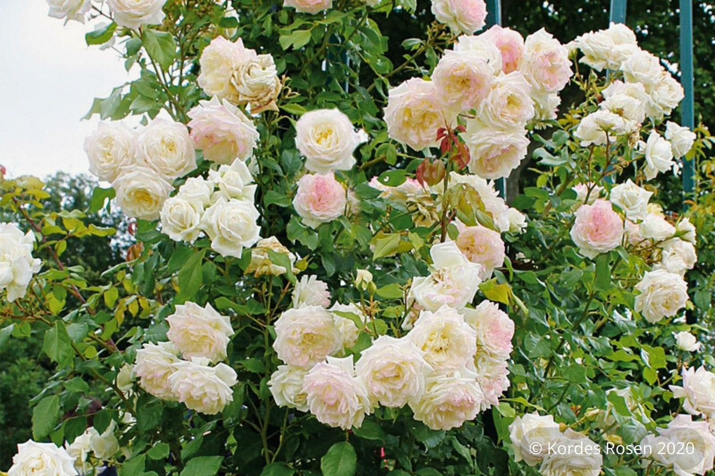 Rose 'Alaska'® / 'Future'® (Kletterrose)