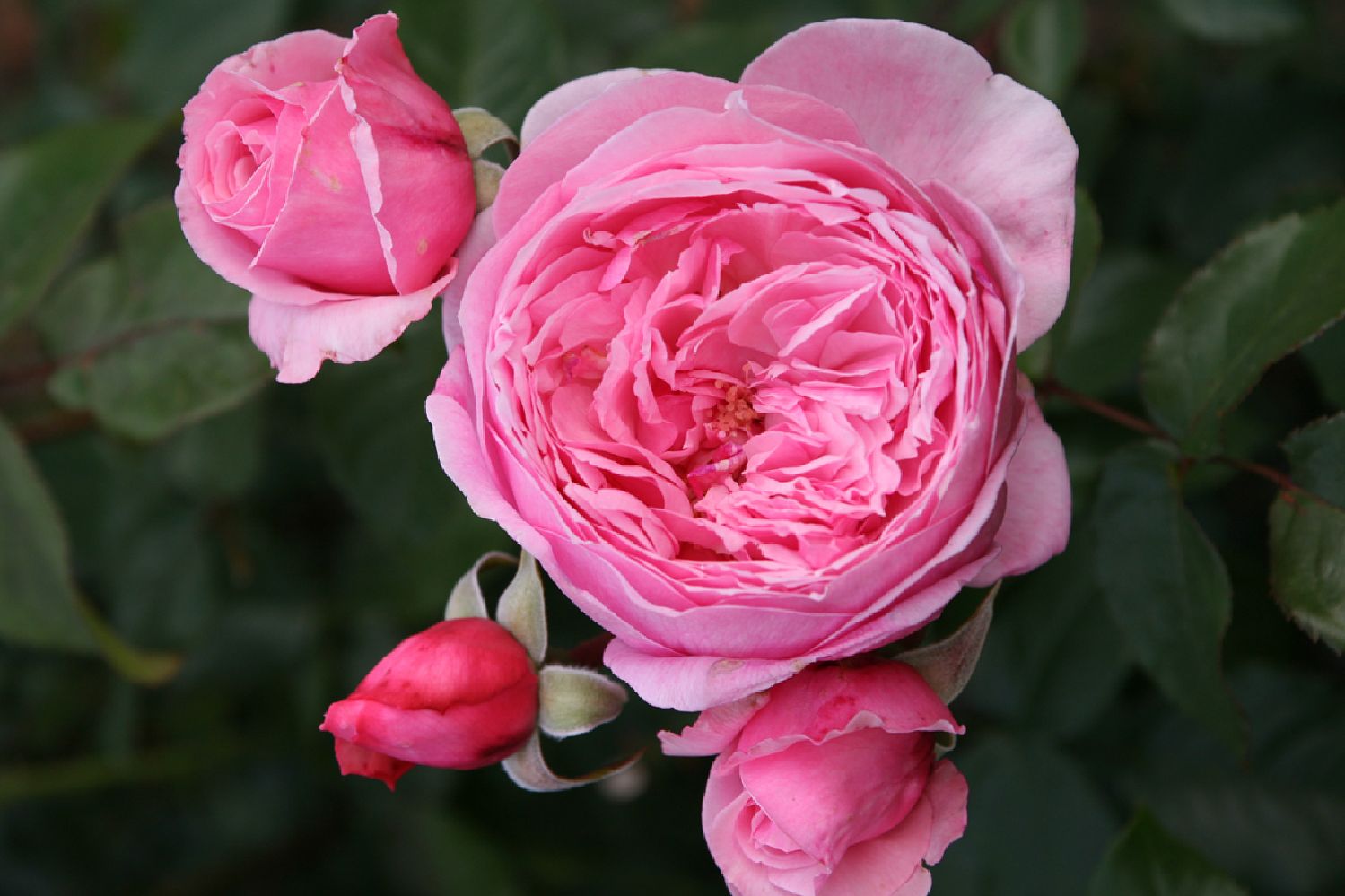 Rose 'Kiss Me Kate' ® Kletterrose