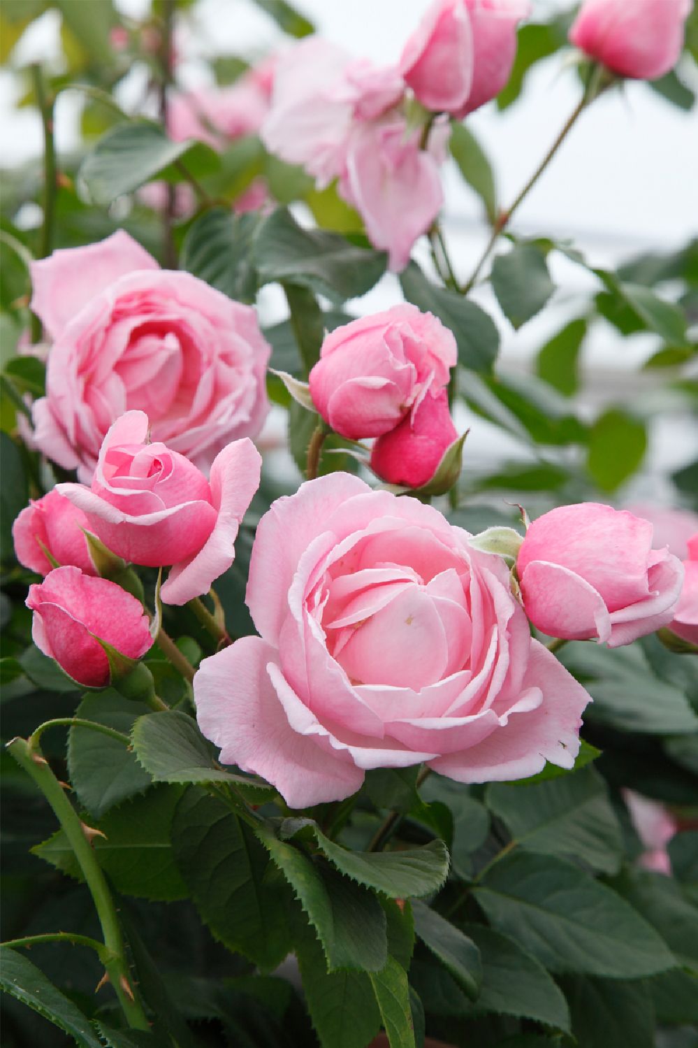 Rose 'Kiss Me Kate' ® (Kletterrose)