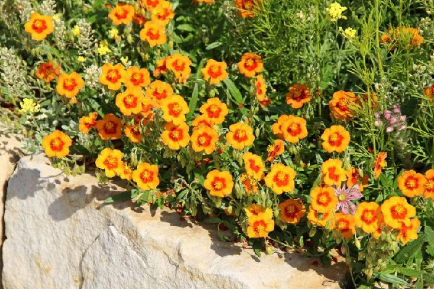 Hemerocallis-Paket 'Firebird' (Feurige Farben für den sommerlichen Garten)
