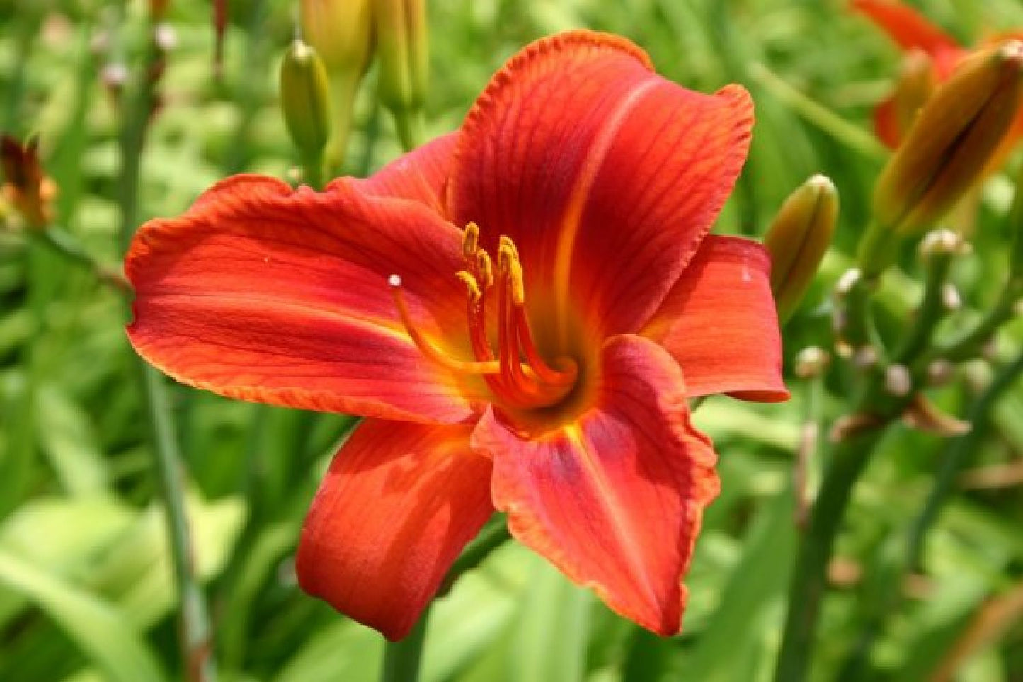 Hemerocallis-Paket 'Firebird' (Feurige Farben für den sommerlichen Garten)