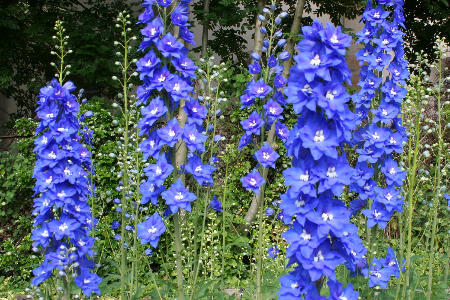 Delphinium New Millenium 'Cobalt Dreams' Rittersporn