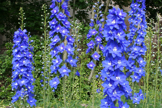 Delphinium New Millenium 'Cobalt Dreams' Rittersporn