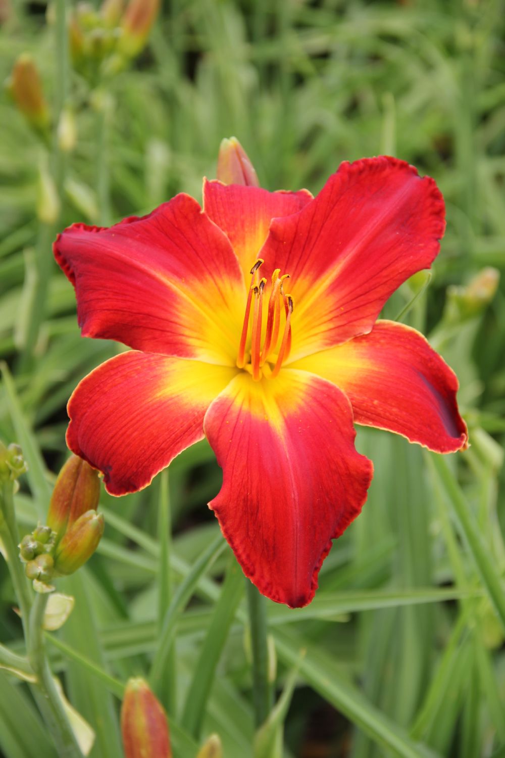 Hemerocallis 'All American Chief ` Großblumige Taglilie
