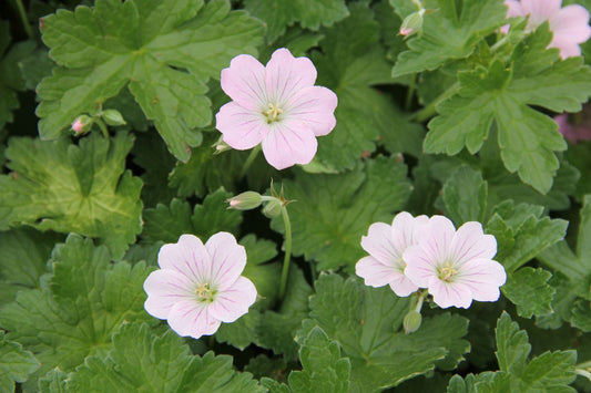 Geranium 'Dreamland' Storchschnabel
