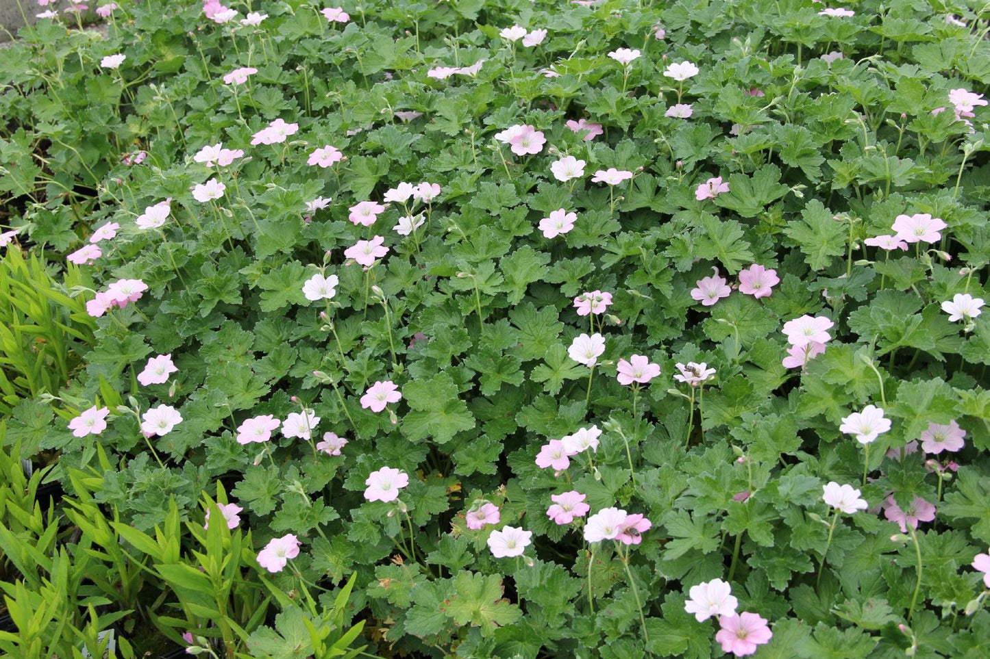 Geranium 'Dreamland' (Storchschnabel)