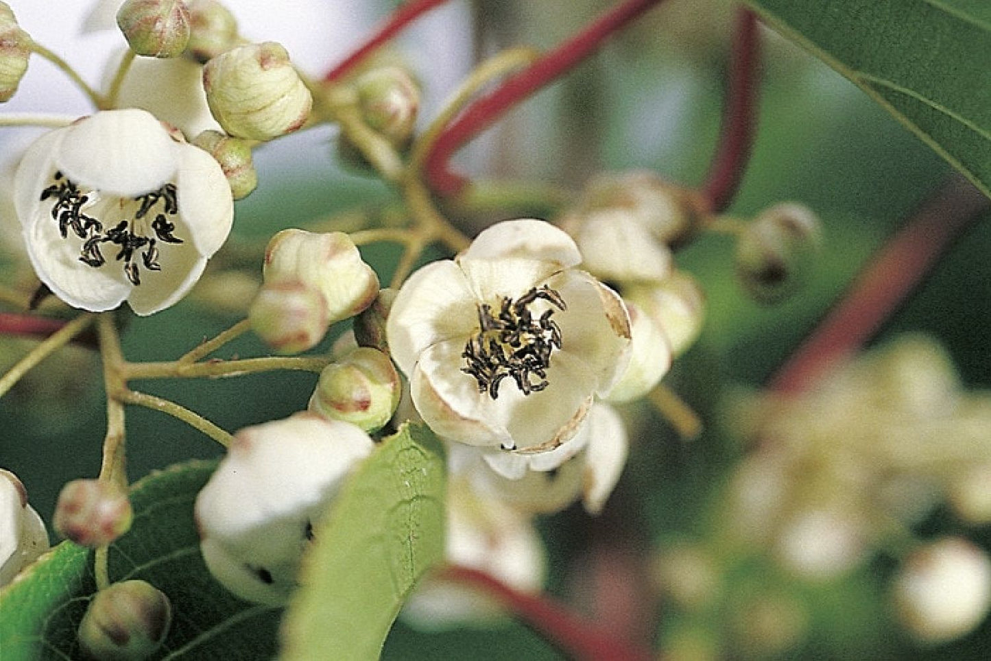 Actinidia arguta 'Nostino' (männlich) Beerenkiwi