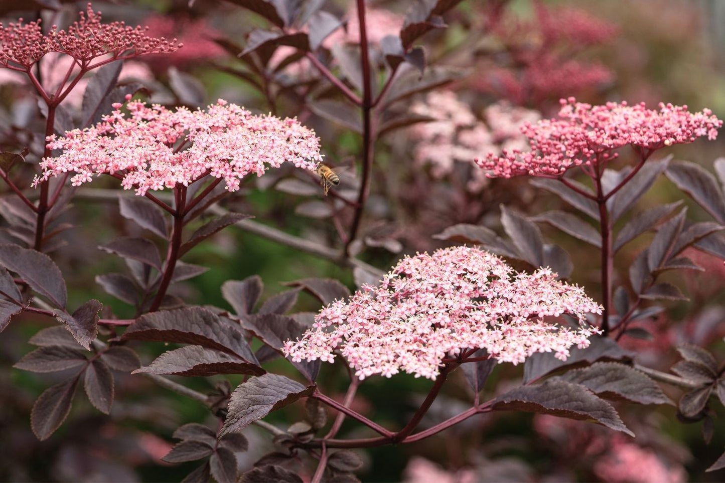 Sambucus nigra 'Black Lace' rotblättriger Holunder