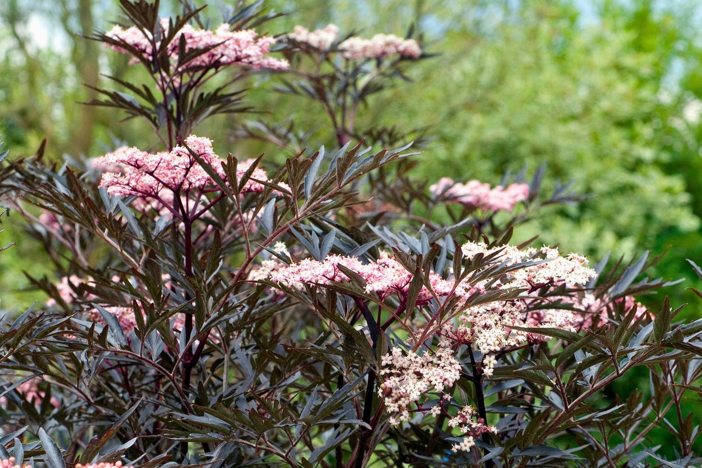 Sambucus nigra 'Black Lace' (rotblättriger Holunder)