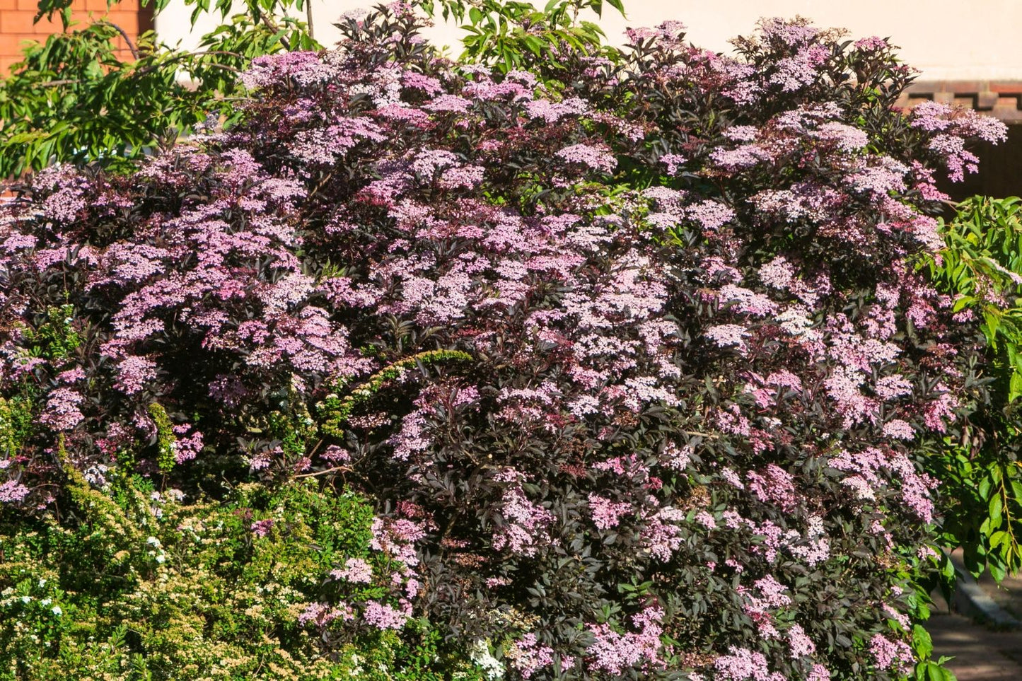 Sambucus nigra 'Black Lace' (rotblättriger Holunder)
