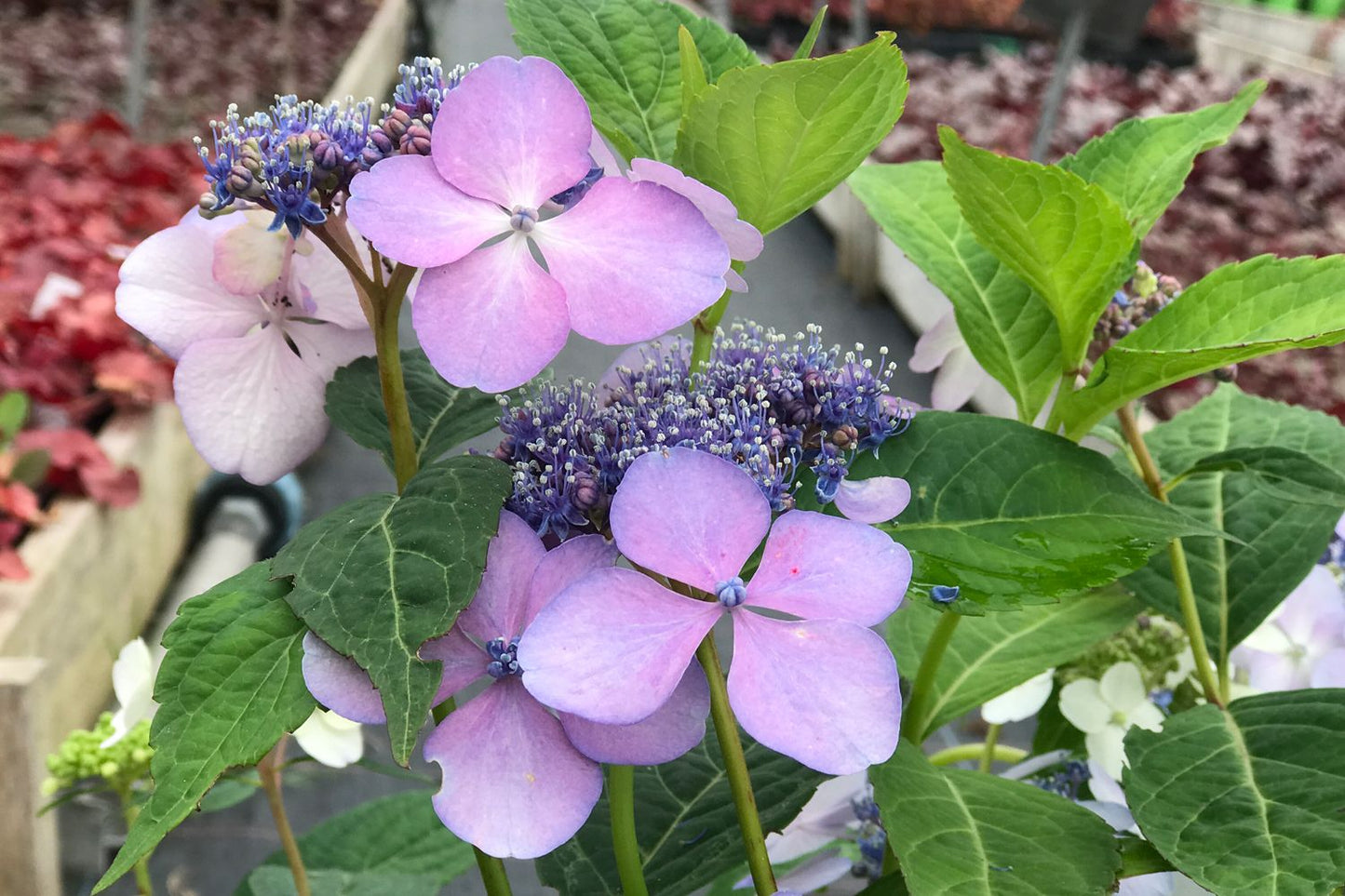 Hydrangea serrata 'Blue Bird' Tellerhortensie