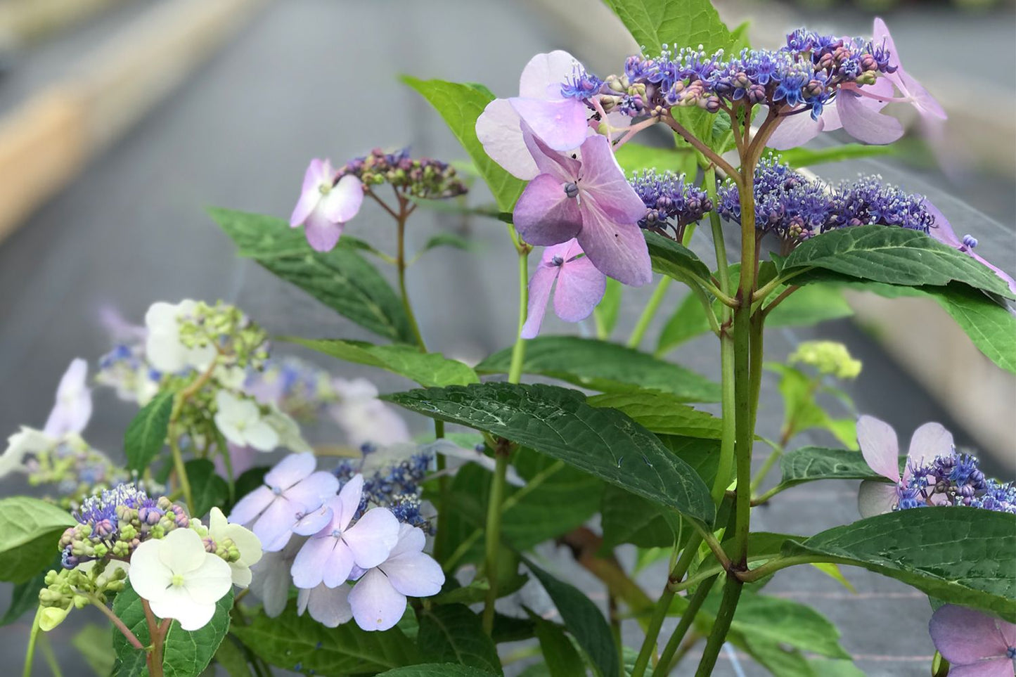 Hydrangea serrata 'Blue Bird' (Tellerhortensie)