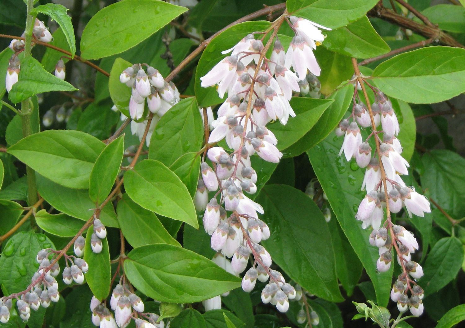 Deutzia pulchra Schöne Deutzie