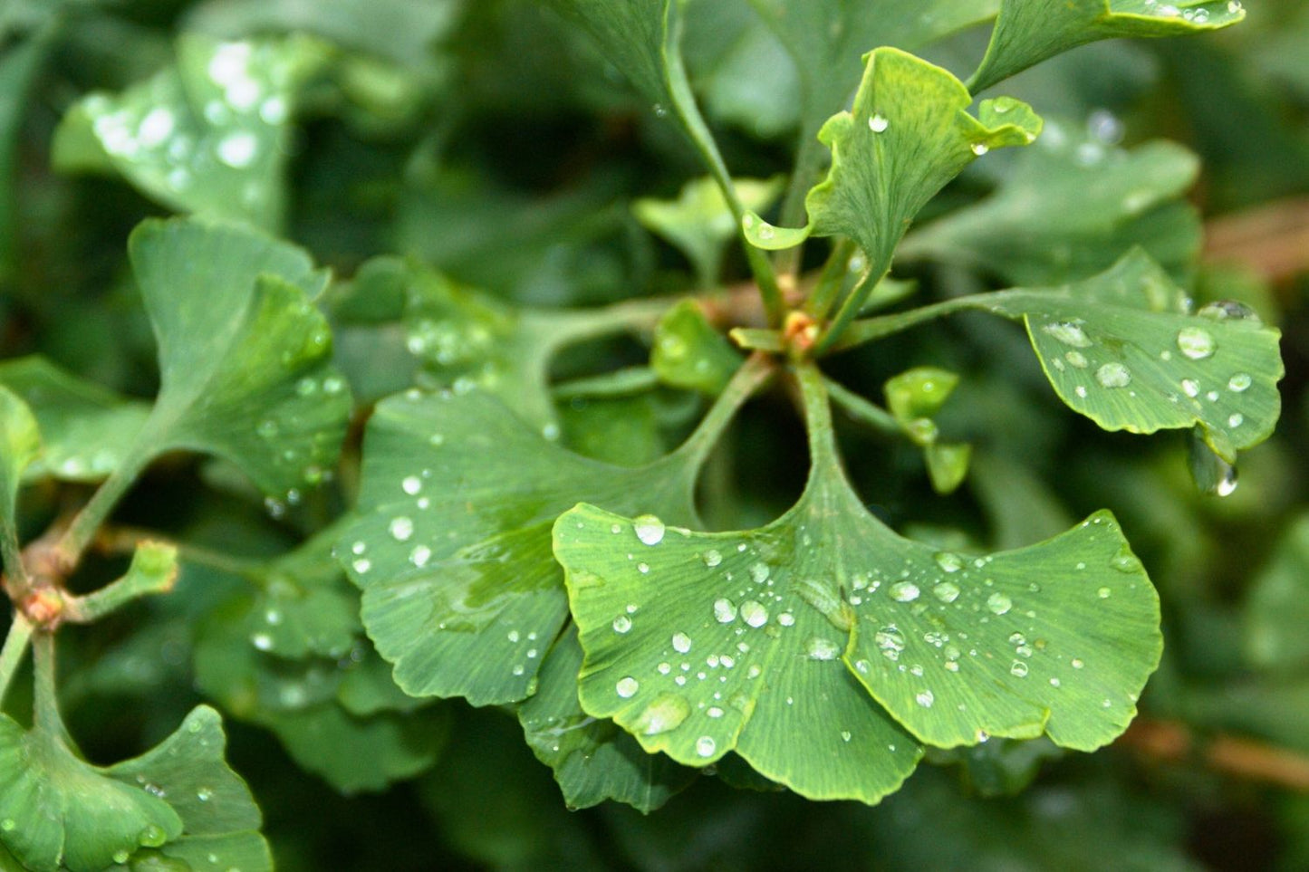 Ginkgo biloba 'Marijken' Fächerblattbaum